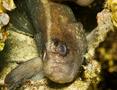 Seabasses - Greater Soapfish - Rypticus saponaceus