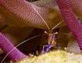 Shrimps - Pederson Cleaner Shrimp - Periclimenes pederson