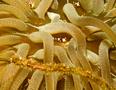 Shrimps - Squat Anemone Shrinp - Thor amboinensis