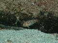 Razorfish - Green Razorfish - Xyrichtys splendens