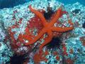 Asteroidea - Common Starfish - Echinaster Sepositus