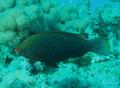 Parrotfish - Swarthy Parrotfish - Scarus niger