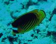 Butterflyfish - Striped Butterflyfish(Red Sea Racoon Butterflyfish) - Chaetodon fasciatus