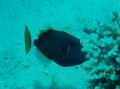Triggerfish - Bluethroat Triggerfish - Sufflamen albicaudatus