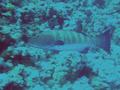 Groupers - Red Sea Coral Grouper - Plectropomus pessuliferus marisrubi