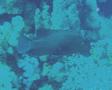Groupers - Redmouth Grouper - Aethaloperca rogaa