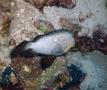 Damselfish - Threespot Dascyllus - Dascyllus trimaculatus