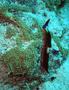 Nudibranch - Nembrotha megalocera - Nembrotha megalocera