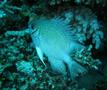 Damselfish - Pale Damselfish - Amblyglyphidodon indicus