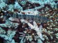 Lizardfish - Variegated Lizardfish - Synodus variegatus