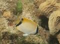 Butterflyfish - Reef Butterflyfish - Chaetodon sedentarius
