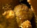 Frogfish - Spotfin Frogfish - Antennarius nummifer