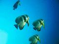 Spadefish - Longfin Spadefish - Platax teira