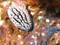 Nudibranches - Pimpled Phyllidiella - Phyllidiella pustulosa