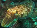 Cephalopoda - Pharaoh Cuttlefish - Sepia pharaonis
