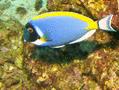 Surgeonfish - Powder Blue - Acanthurus leucosternon
