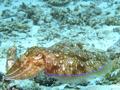 Cephalopoda - Pharaoh Cuttlefish - Sepia pharaonis