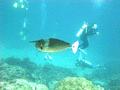 Surgeonfish - Spotted Unicornfish - Naso brevirostris