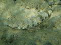 Lizardfish - Sand Lizardfish - Saurida dermatogenys