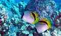 Butterflyfish - Lined Butterflyfish - Chaetodon lineolatus