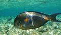 Surgeonfish - Sohal Surgeonfish - Acanthurus sohal