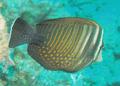 Surgeonfish - Desjardini Sailfin Tang - Zebrasoma desjardinii