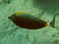 Surgeonfish - Elegant Unicornfish - Naso elegans