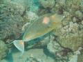 Surgeonfish - Bluespine Unicornfish - Naso unicornis