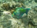 Parrotfish - Rusty Parrotfish - Scarus ferrugineus