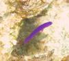 Dottybacks - Fridman's Dottyback - Pseudochromis fridmani