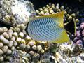 Butterflyfish - Chevroned Butterflyfish - Chaetodon trifascialis