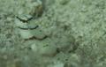 Gobies - Diagonal Shrimp Goby - Amblyeleotris diagonalis