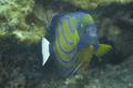 Angelfish - Blue-ringed Angelfish - Pomacanthus annularis