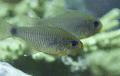 Cardinalfish - Spotnape Cardinalfish - Apogon notatus