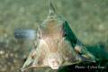 Trunkfish - Thornback Trunkfish(Humpback Turretfish) - Tetrosomus gibbosus