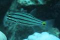 Cardinalfish - Fiveline Cardinalfish - Cheilodipterus quinquelineatus