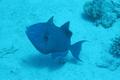 Triggerfish - Blue Triggerfish - Pseudobalistes fuscus