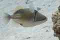 Triggerfish - Arabian Picasso Triggerfish - Rhinecanthus assasi