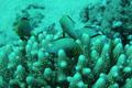Damselfish - Red Sea Dascyllus - Dascyllus marginatus