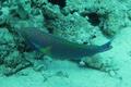 Parrotfish - Purplestreak Parrotfish - Chlorurus genozonatus