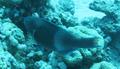 Parrotfish - Purple-brown Parrotfish - Scarus fuscopurpureus