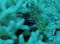 Dottybacks - Blue-striped dottyback - Pseudochromis springeri