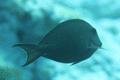 Surgeonfish - Dusky Surgeonfish(Brown Surgeonfish) - Acanthurus nigrofuscus