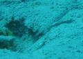 Gobies - Red Sea Shrimpgoby - Ctenogobiops maculosus