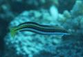 Blennies - Piano Fangblenny(Scale-eating Sabretooth Blenny) - Plagiotremus tapeinosoma