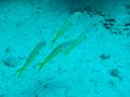 Goatfish - Yellow Striped Goatfish - Parupeneus chrysopleuron