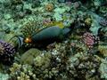 Surgeonfish - Orangespine Surgeonfish - Naso lituratus