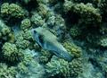 Pufferfish - Whitespotted Puffer - Arothron hispidus