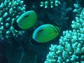 Butterflyfish - Exquisite Butterflyfish - Chaetodon austriacus