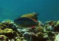 Parrotfish - Redband Parrotfish - Sparisoma aurofrenatum